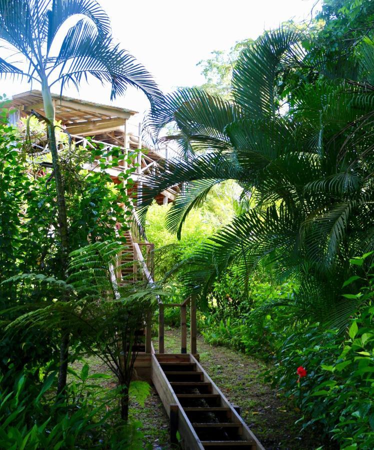 Eden Jungle Lodge 보카스 타운 외부 사진