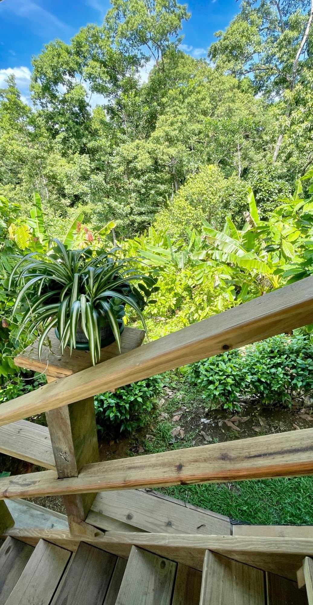 Eden Jungle Lodge 보카스 타운 외부 사진